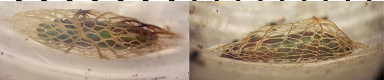Acrolepiidae Acrolepiopsis cocoon images