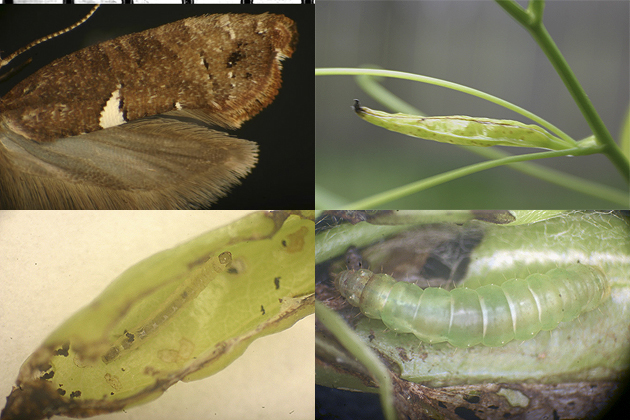 Acrolepiopsis incertella images