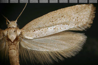 Acrolepiopsis leucoscia image