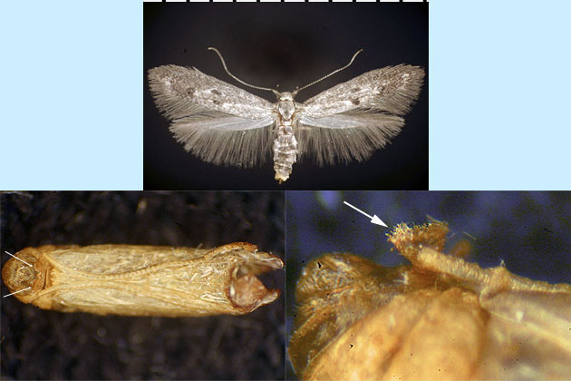 Blastodacna bicristatella image