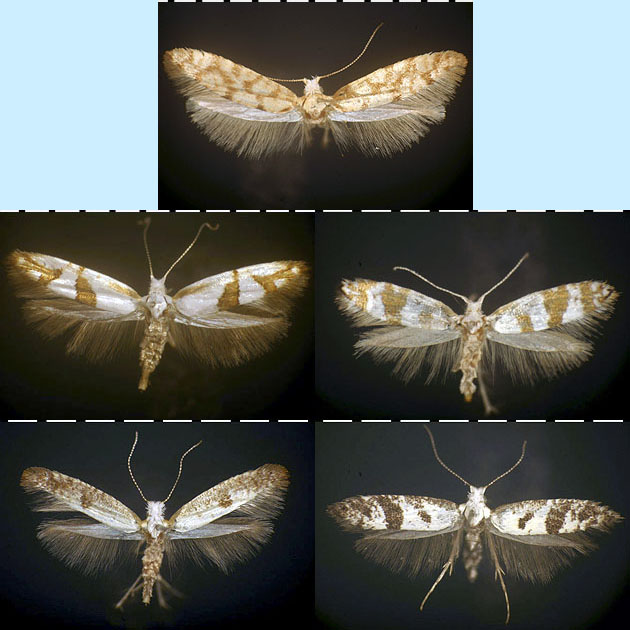Argyresthia alternatella oreasella austerella image
