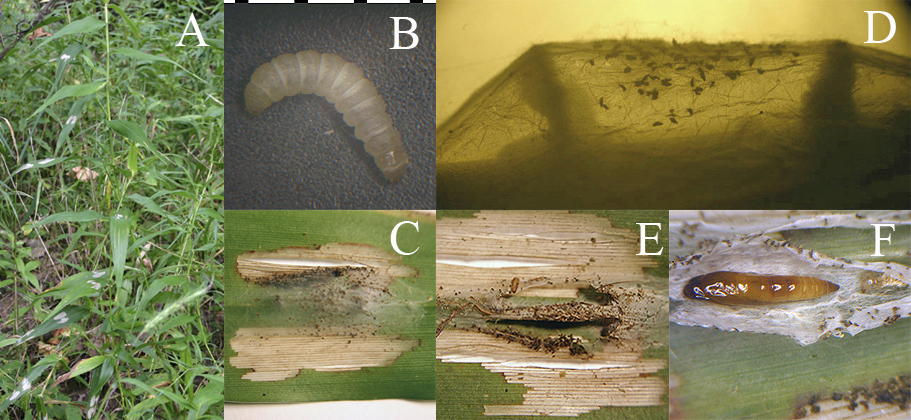 Idioglossa miraculosa damage larva pupa life history images