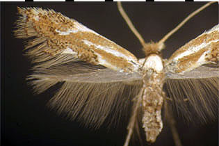  Philonome clemensella image