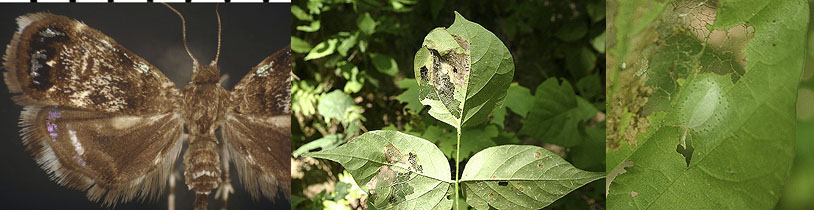 Brenthia pavonacella images