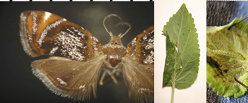 Prochoreutis inflatella images