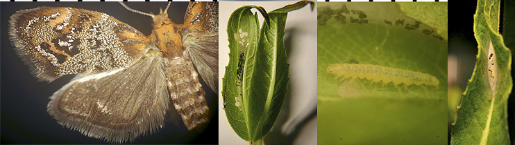 Tebenna silphiella images