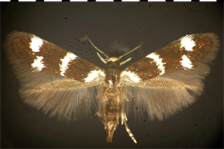 Elachista albicapitella images