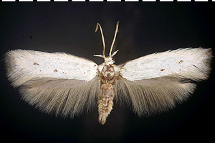 white Elachista epimicta image