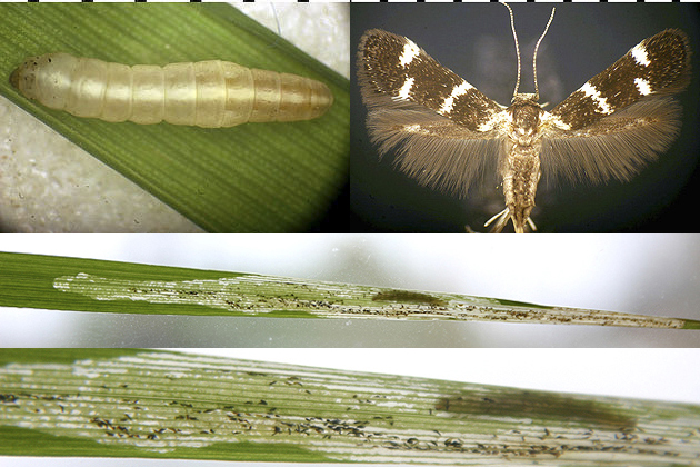 grass feeding blackish and white Elachista leucofrons images