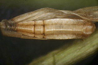 Elachista pupa image