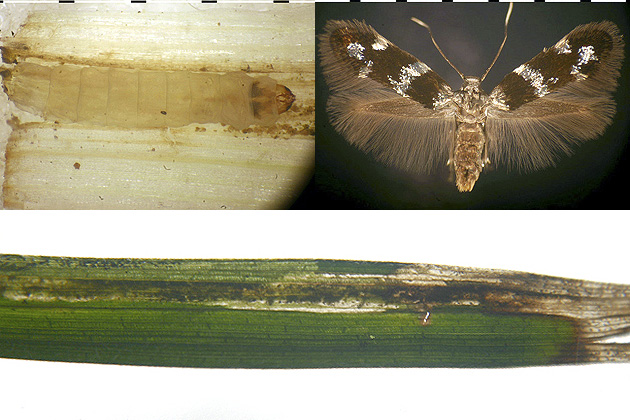 sedge feeding blackish and metallic Elachista madarella images