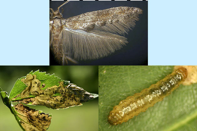 Epermenia pimpinella images