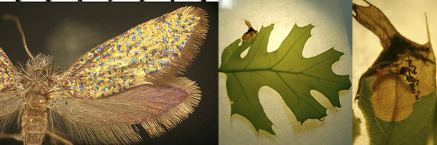 Dyseriocrania griseocapitella adult and leaf mine images