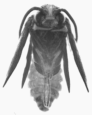 Dyseriocrania griseocapitella pupa image