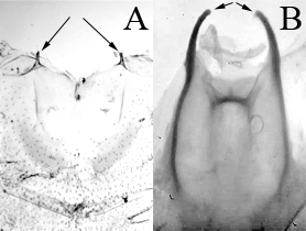 tortricoid and tineoid apodemes image