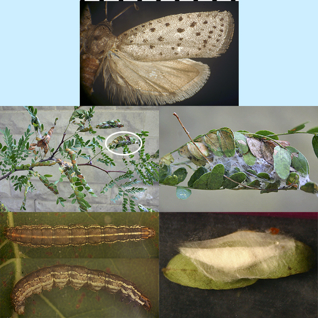  Homadaula anisocentra mimosa webworm images
