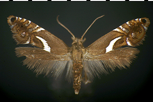  Diploschizia impigritella image