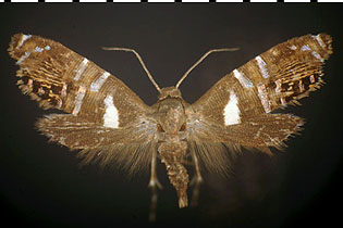  Glyphipterix circumscriptella image