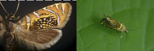  Glyphipterix quadragintapunctata images