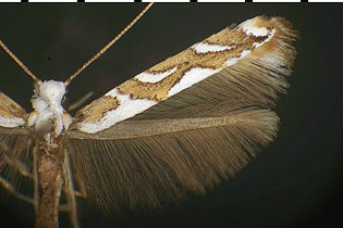 Acrocercops albinatella images