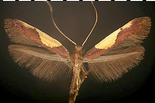 Caloptilia maple feeding species images