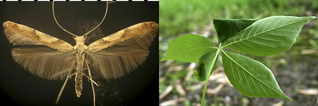 Caloptilia buckeye Aesculus feeding species images