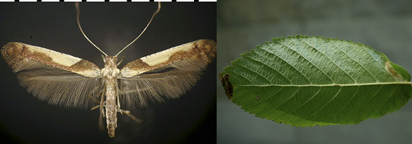 Caloptilia ostryaeella images