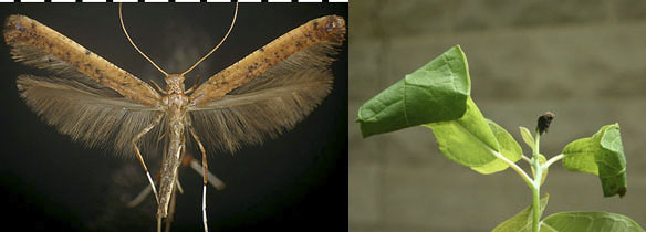 Caloptilia sassafrasella images