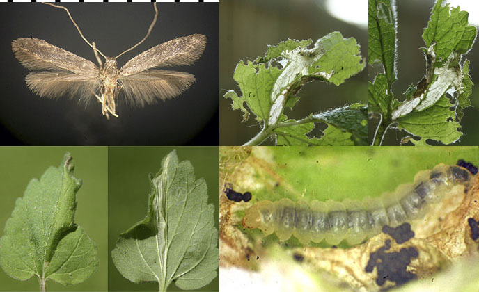 Caloptilia scutellariella images