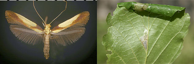 Caloptilia superbifrontella images