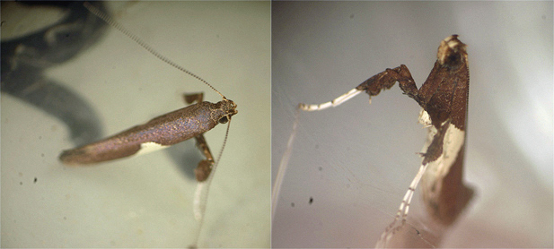 Gracillarinae Caloptilia live adult resting position image