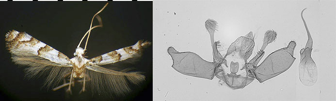 Marmara species 1 images