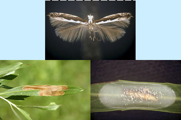 Micrurapteryx salicifoliella images