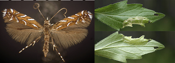 Parectopa plantaginisella images