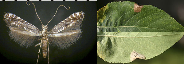 Parornix geminatella images