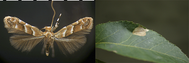 Cameraria caryaefoliella images