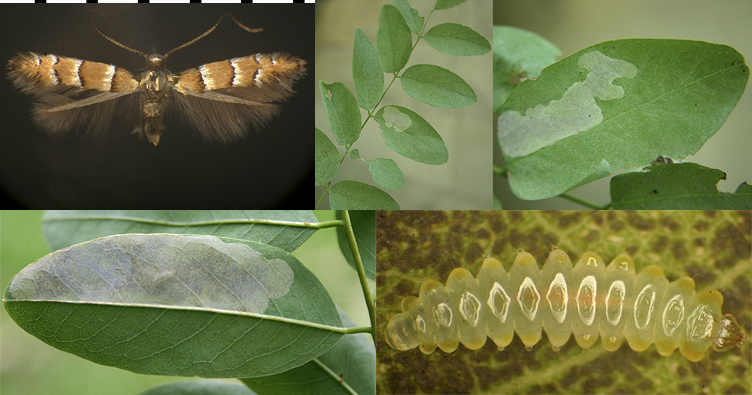 Chrysaster ostensackenella images