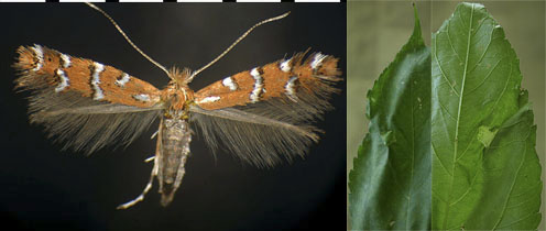 Cremastobombycia ambrosiaeella images