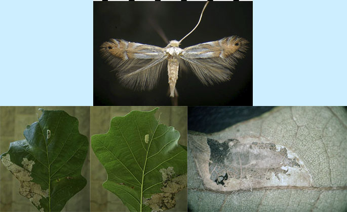 Phyllonorycter albanotella images