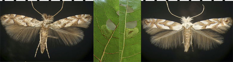 Phyllonorycter apparella images