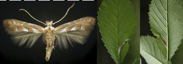 Phyllonorycter argentinotella images