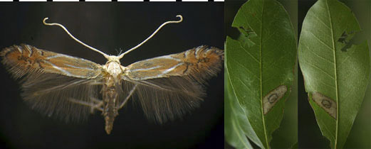 Phyllonorycter basistrigella images