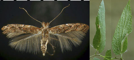 Phyllonorycter celtifoliella images