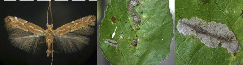 Phyllonorycter celtisella images