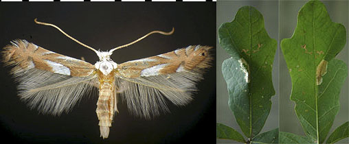 Phyllonorycter fitchella images