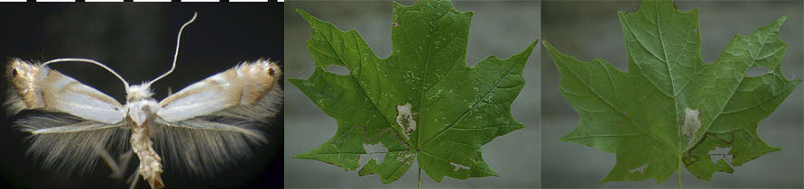 Phyllonorycter lucidicostella images