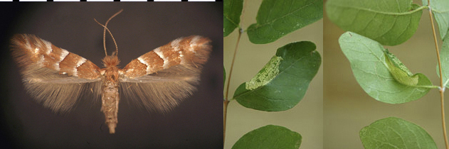 Phyllonorycter mariaeella images