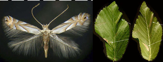 Phyllonorycter obscuricostella images