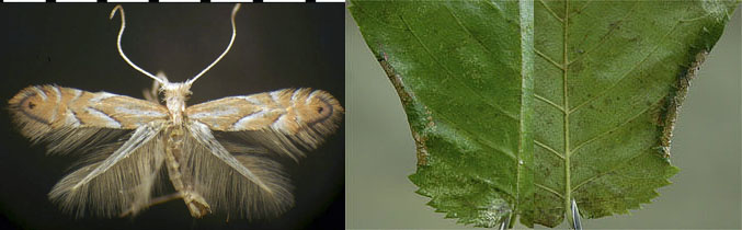 Phyllonorycter ostryaefoliella images