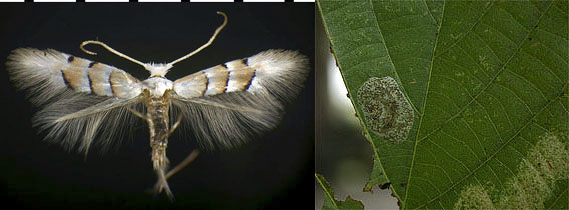 Phyllonorycter tiliacella images